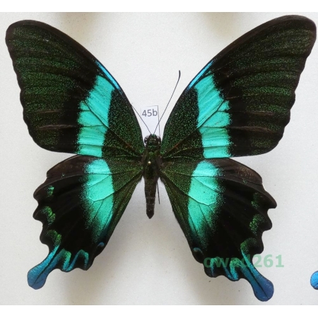 Papilio blumei Boisduval, 1836 Indonesia, Sulawesi 102mm45b